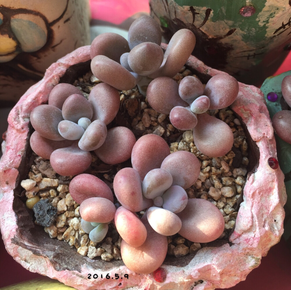 玄漩的୧(๑•̀⌄•́๑)૭多肉植物♡桃蛋