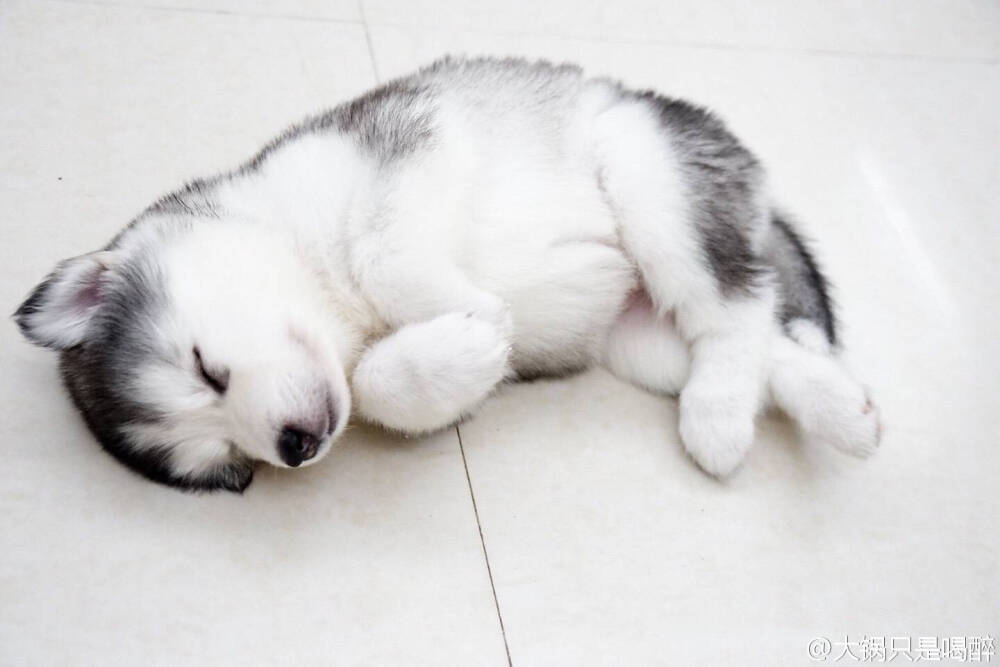 萌宠#小奶狗#睡相#啊啊啊啊啊萌化了啊啊啊#@大锅只是喝醉