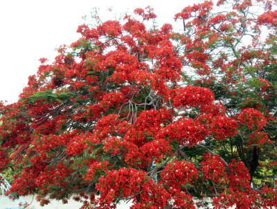 又到凤凰花开