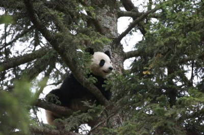 我在树上看风景~~~哪只熊猫在看我？？好像有只鱼唇的人类！