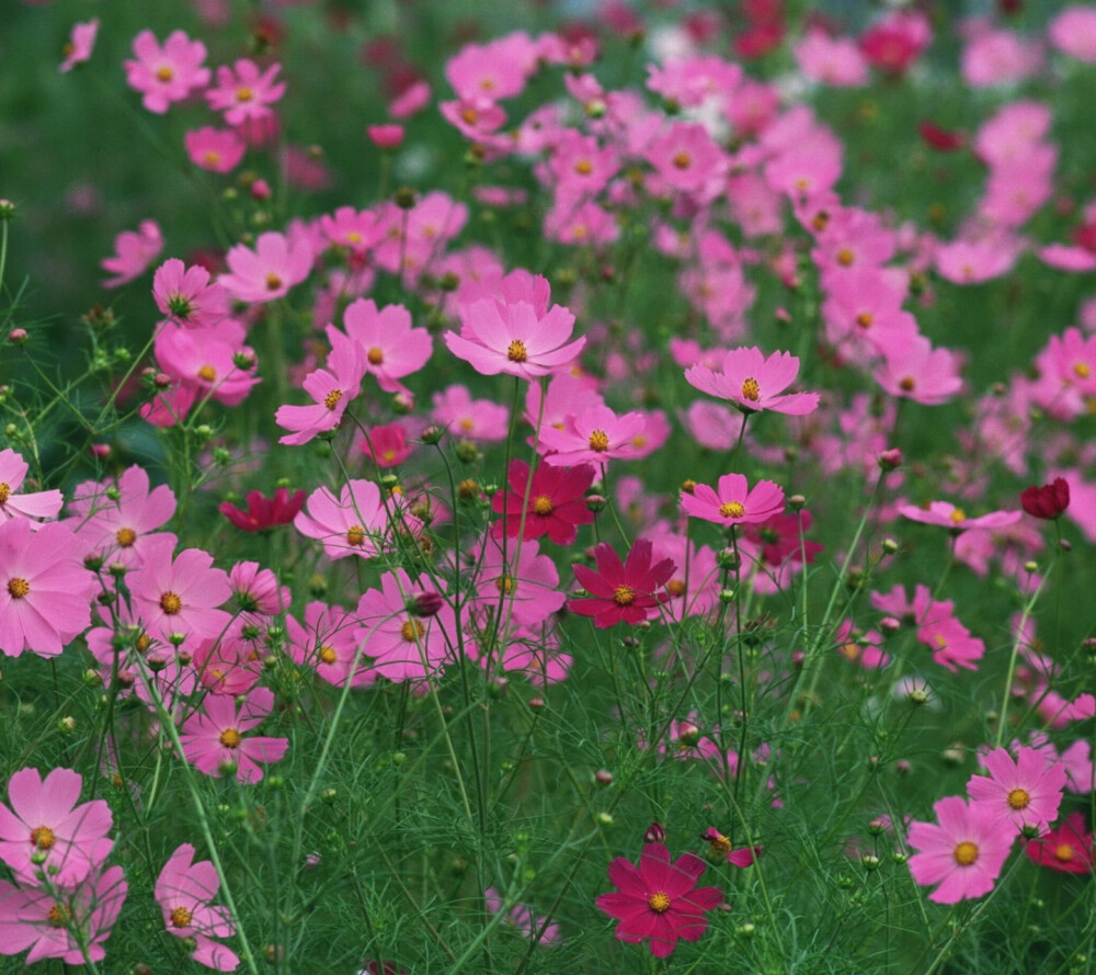 波斯菊