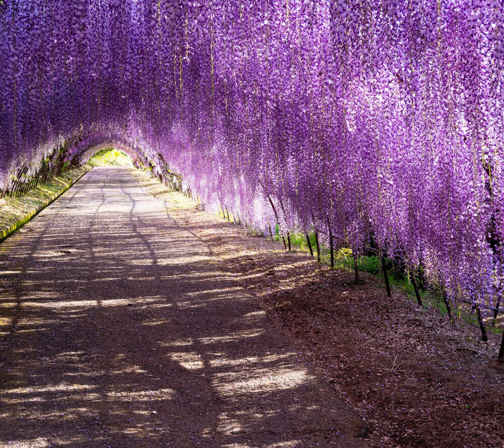 紫藤花