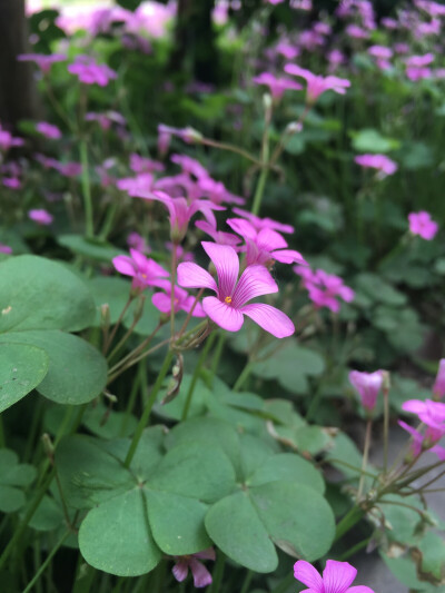 路边的野花