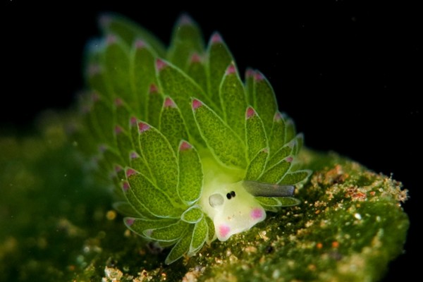 介个看上去很像小羊的可爱生物叫藻类海蛞蝓（Costasiella kuroshimae），以藻类为食的它们，可以让叶绿体与自身的体细胞共存，从而进行光合作用补充能量...(๑•̀ㅂ•́)و✧