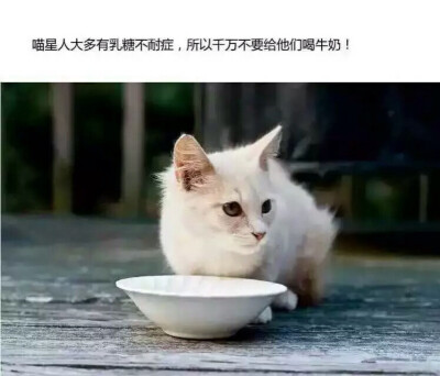 可以给猫咪买羊奶哦✌️