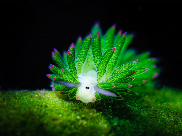 这种学名为Costasiella kuroshimae的海蛞蝓，长像酷似小绵羊。简直萌萌哒的像个小精灵~！！