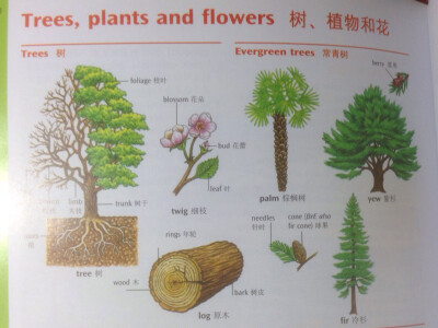 放肆当学霸(词语加深记忆)