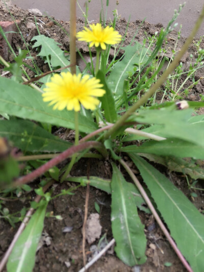 不知名花