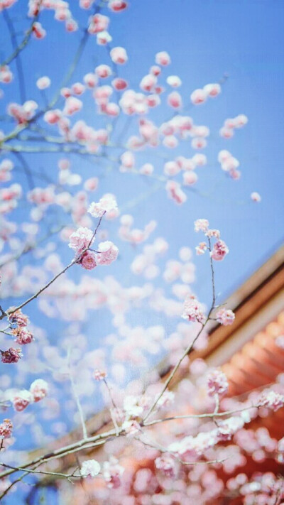 待落花时节，我陪你赏樱花如雪