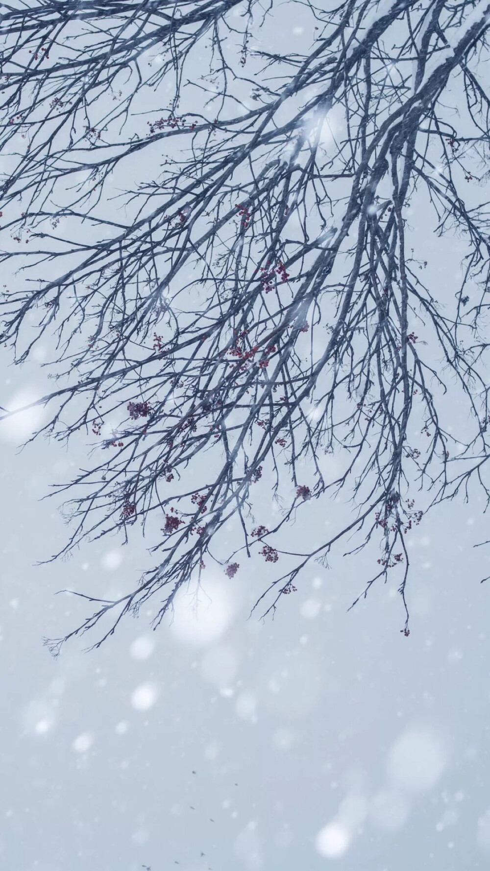 雪景 树枝 壁纸