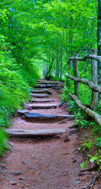 风景 林间小路 壁纸