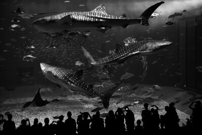 每日更新【立于風中的Elsa】摄影奖项：Monochrome Awards 摄影师：Yoong Wah Wong 拍摄作品：Big Fishes