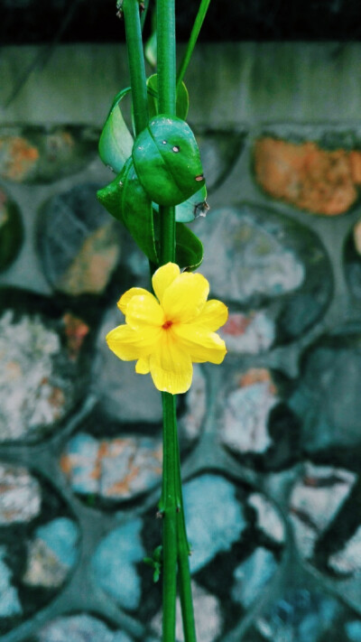 路边的迎春花啊你不要采～