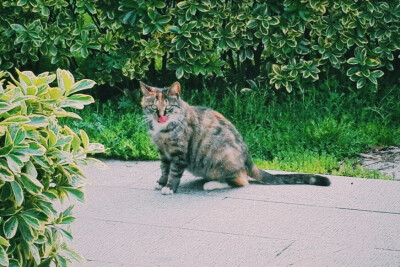 我们学校，猫，特别多，多……