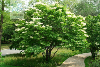 侵图请告，即删 暴马丁香（学名：Syringa reticulata (Blume) H. Hara var. amurensis (Rupr.) J. S. Pringle）