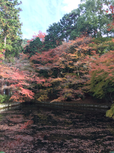 深秋的清水寺 #日本京都#