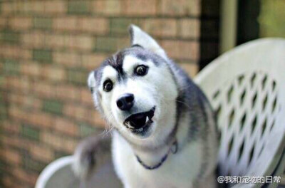 汪们 --- 微博背景