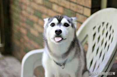 汪们 --- 微博背景