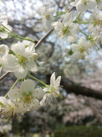 樱花