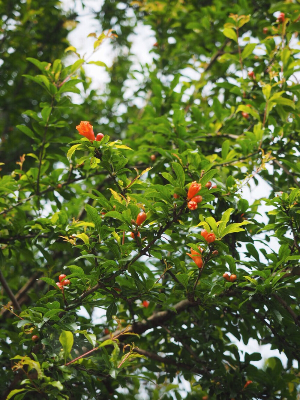 日常事：花，茶，家务与小人。