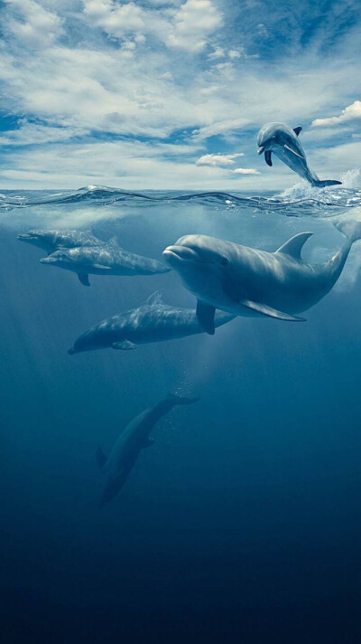 深海 海豚 高清壁纸