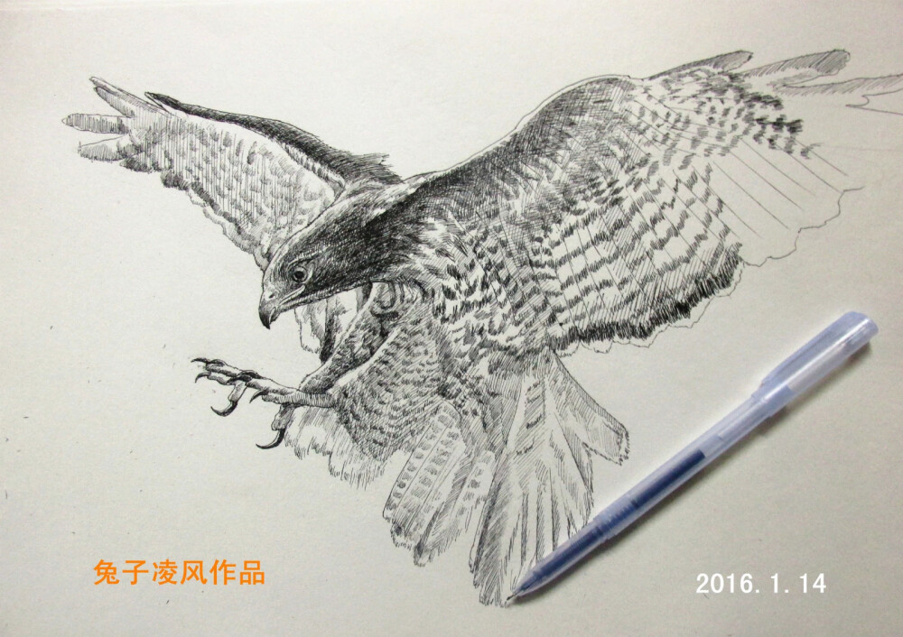 兔子凌风陶启全手绘画画艺术中性笔画动物