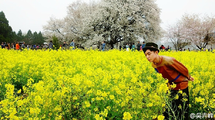 苏打绿 吴青峰【油菜花小王子】