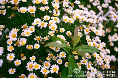 GD权志龙男神 日本旅游27图~ Memoreis of Japan