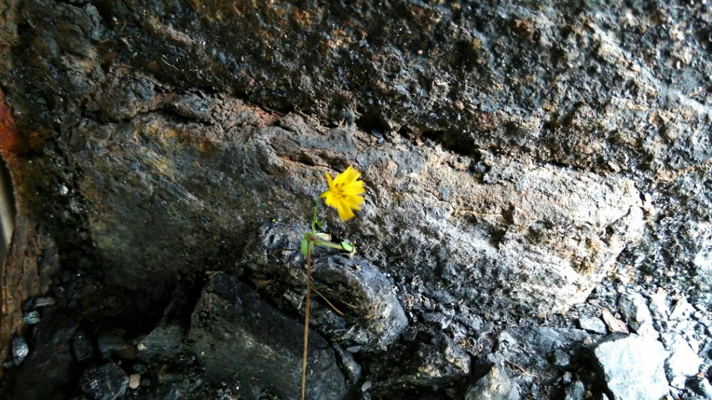 火车铁皮上开的花