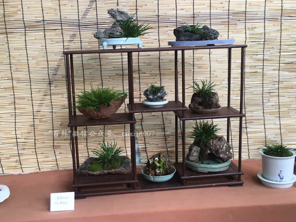 2016年福州菖蒲展2016年福州菖蒲展