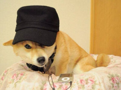 炫酷卡酱 Watch #doge will much hack, no crime allowed!