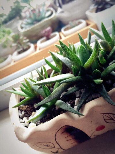 黄花照波