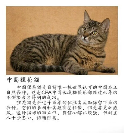 中国狸花猫