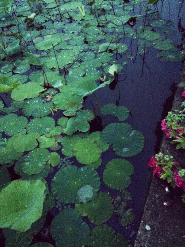 接天莲叶无穷碧 荷叶 初夏
