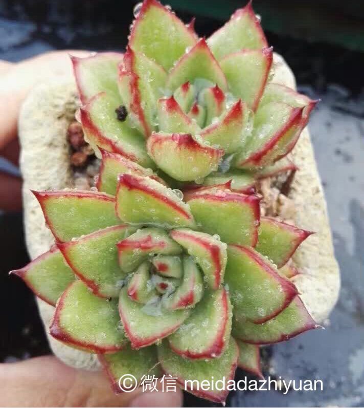 女士手指 多肉植物 有点石化的感觉