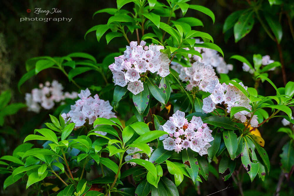 Kalmia latifolia, mountain-laurel，山月桂