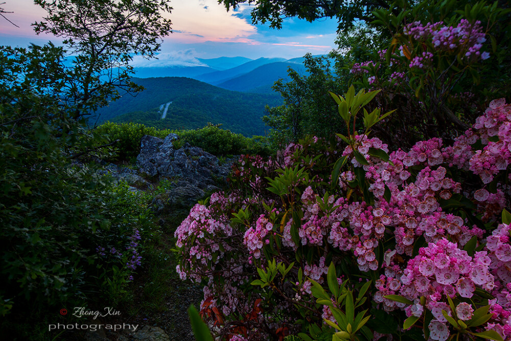 Kalmia latifolia, mountain-laurel，山月桂