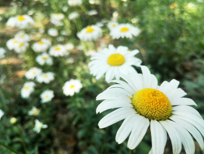 小雏菊