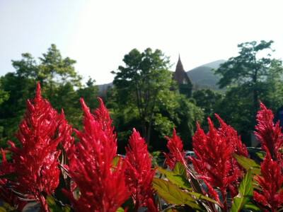 远山，绿树，小红花，我翻山越岭，见你如春日艳阳，暖和