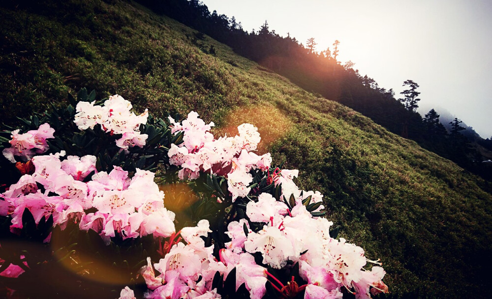 合歡山東峰