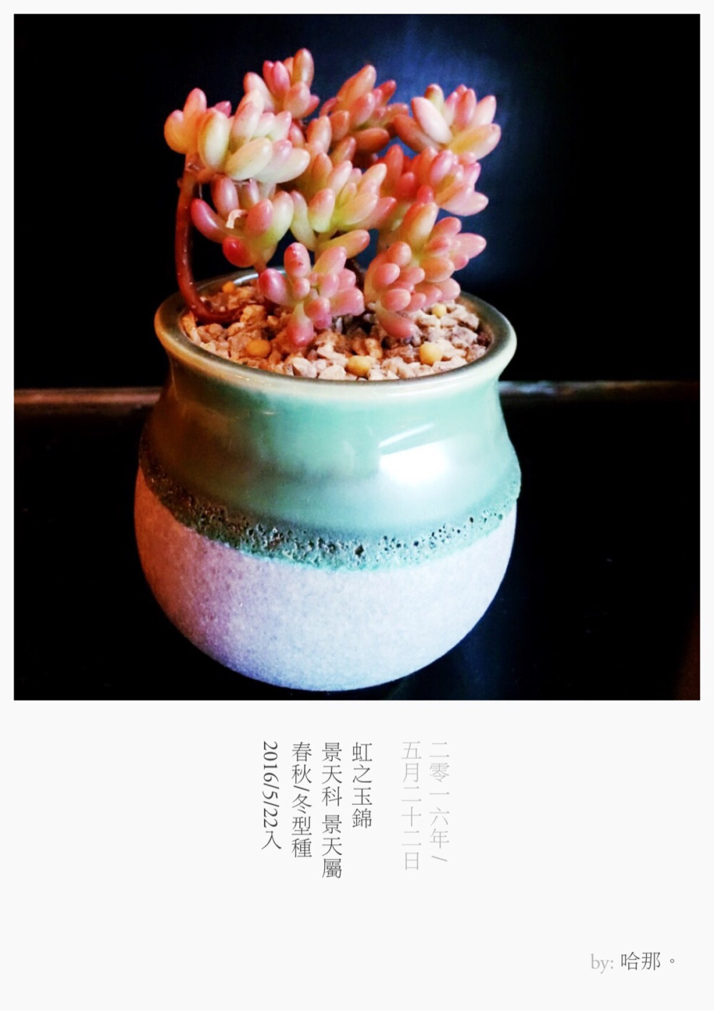 虹之玉锦
景天科 景天属
春秋/冬型种
拉丁名：Sedum rubrotinctumcv.‘Aurora’
2016/5/22入