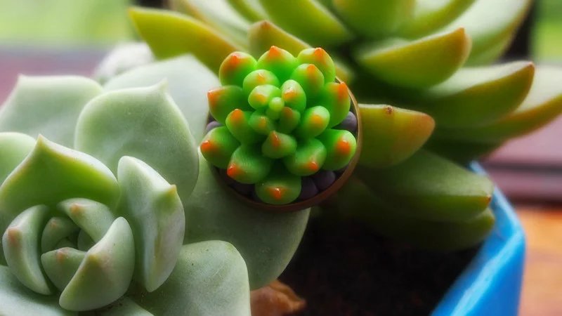  手作多肉植物戒指xfgf.taobao.com