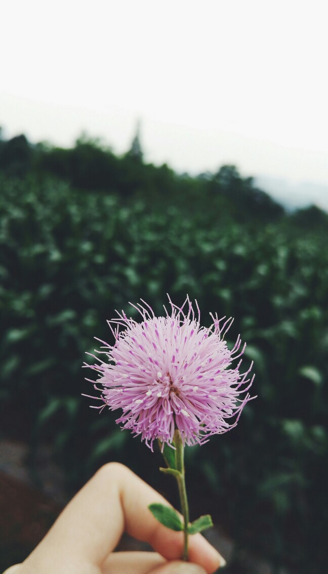 绿色 风景 花 壁纸