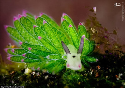 @颜文字君
介个看上去很像小羊的可爱生物叫藻类海蛞蝓（Costasiella kuroshimae），以藻类为食的它们，可以让叶绿体与自身的体细胞共存，从而进行光合作用补充能量...(๑•̀ㅂ•́)و✧ 