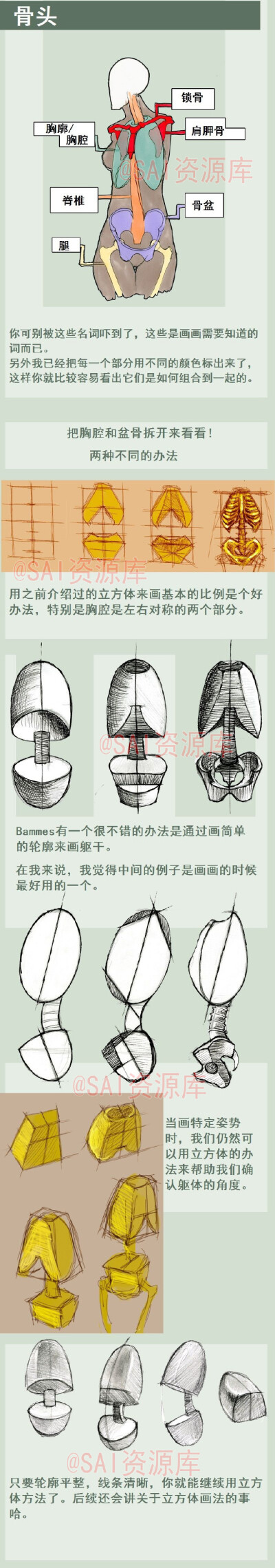 #SAI资源库# 非常棒的动漫人体讲解！教你理解人体结构。自己收藏，转需~