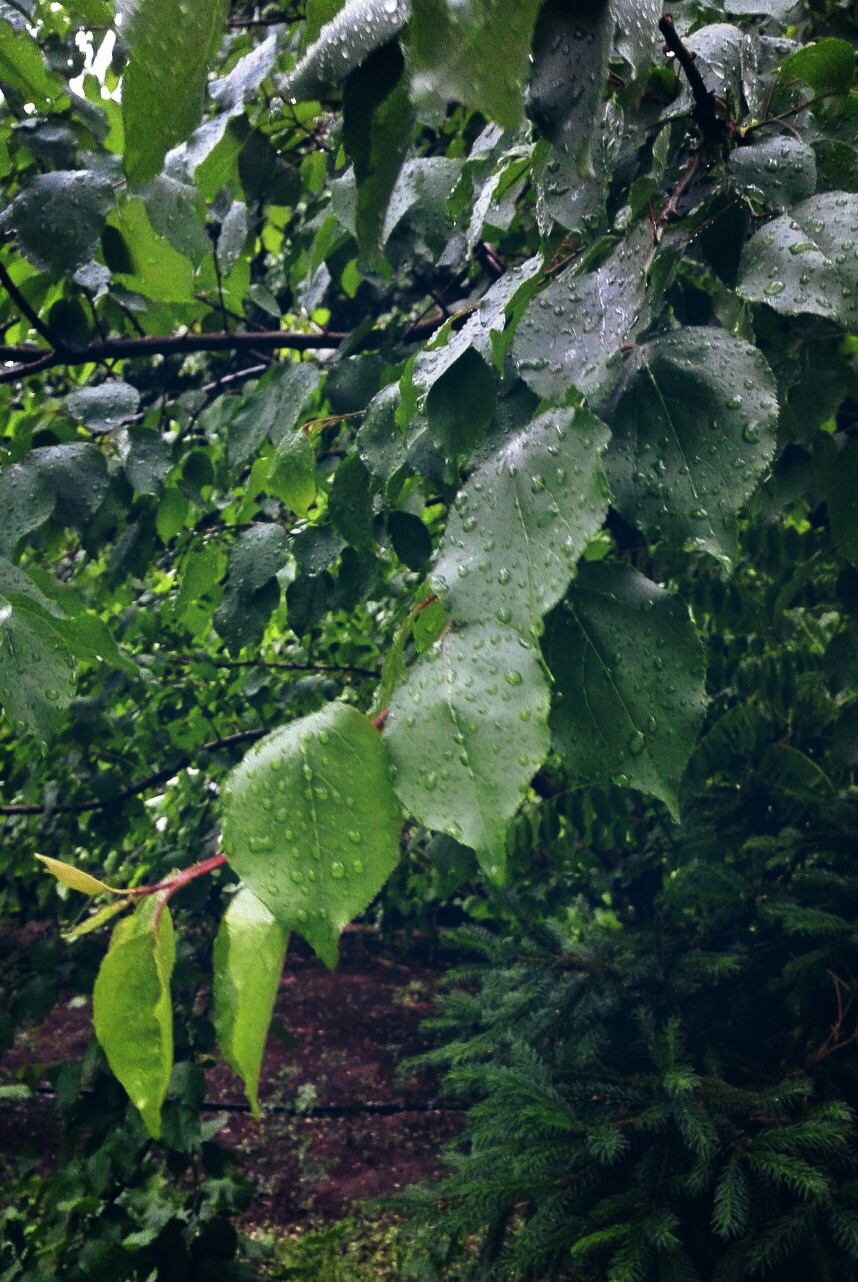 下雨的时候照的，有点美，渐变的绿色，露珠，院子果然美。