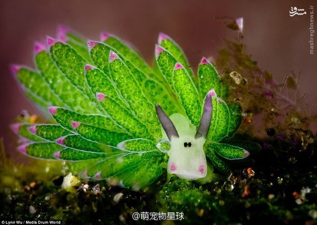 它叫藻类海蛞蝓（Costasiella
kuroshimae），长相酷似小羊，以藻类为食，它可以让叶绿体与自身的体细胞共存，从而进行光合作用补充能量，简直可爱到爆！ #萌宠物星球#