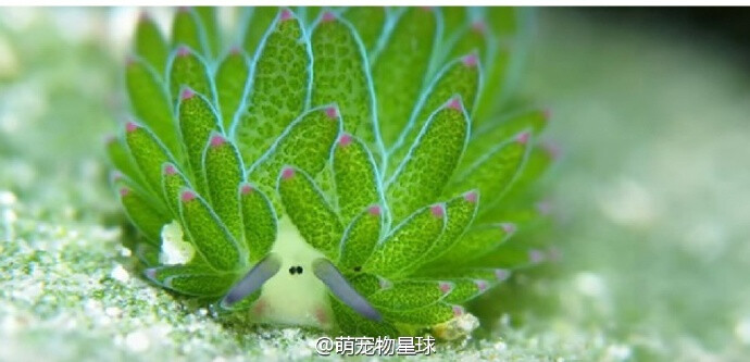 它叫藻类海蛞蝓（Costasiella
kuroshimae），长相酷似小羊，以藻类为食，它可以让叶绿体与自身的体细胞共存，从而进行光合作用补充能量，简直可爱到爆！ #萌宠物星球#