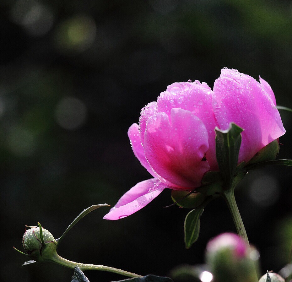 芍药梢头碧月珠,花气袭人夜染露. 逍遥闲花闭月出,羞于牡丹开一处.