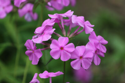 茄科 花烟草